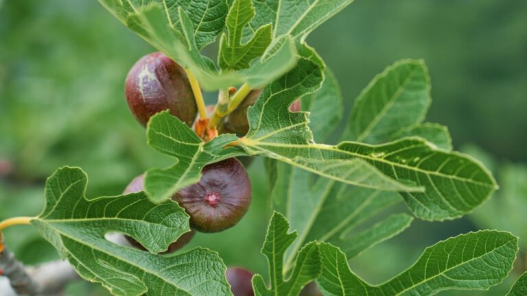 Couper un figuier porte malheur