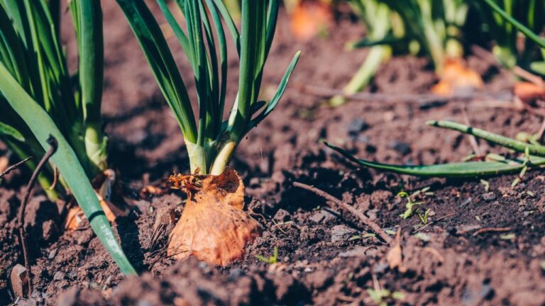 Planter des échalotes