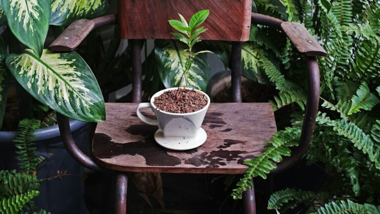 Marc de café jardin