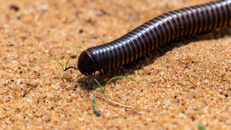 Vers noir d’humidité