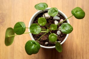 Peperomia vs Pilea