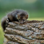 Poison mortel pour fouine