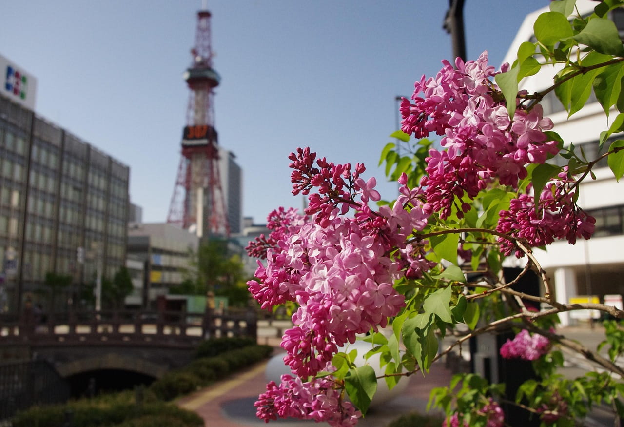 Lilas japonais