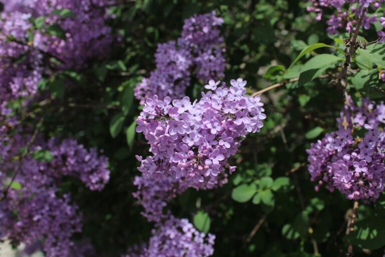 Lilas japonais