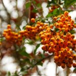 Pyracantha