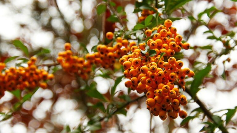Pyracantha
