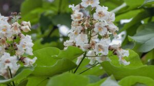 Catalpa