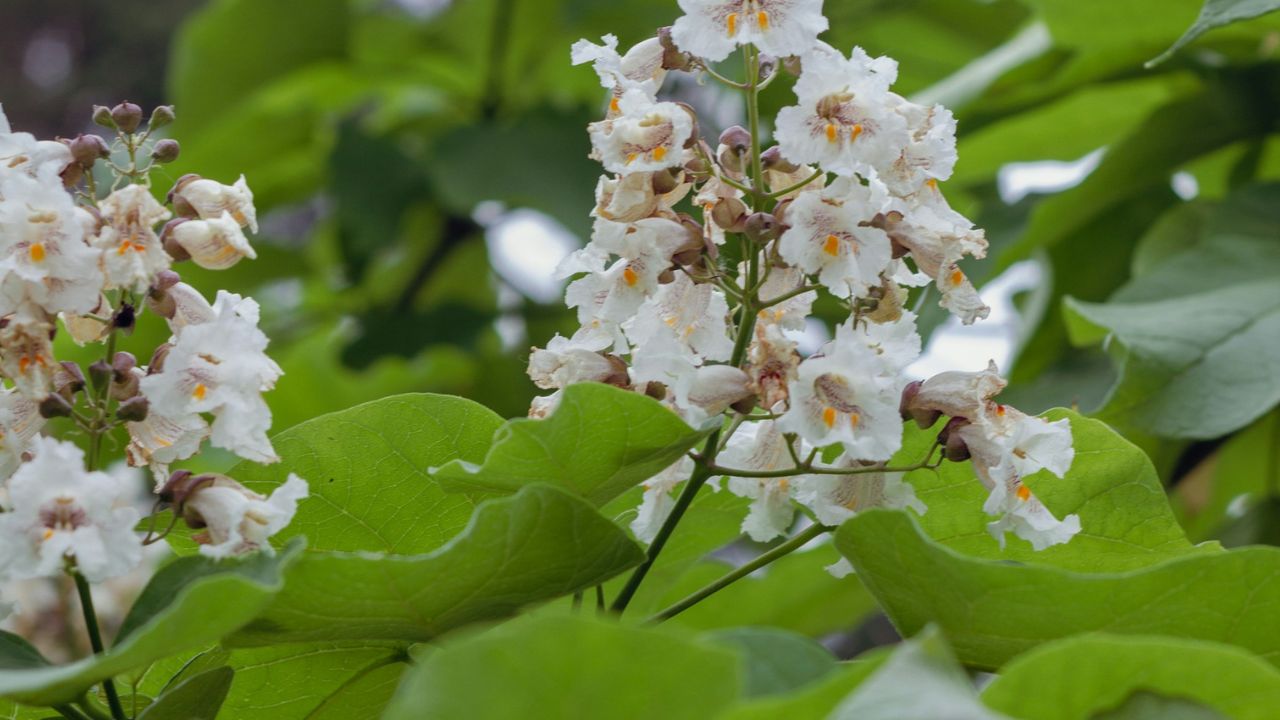 Catalpa